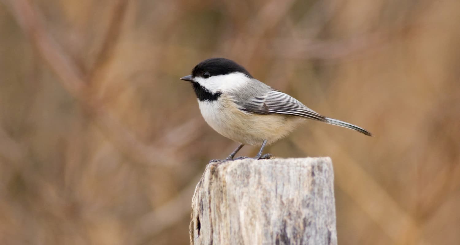 Une mangeoire à oiseaux intelligente récolte plus de 3 millions de